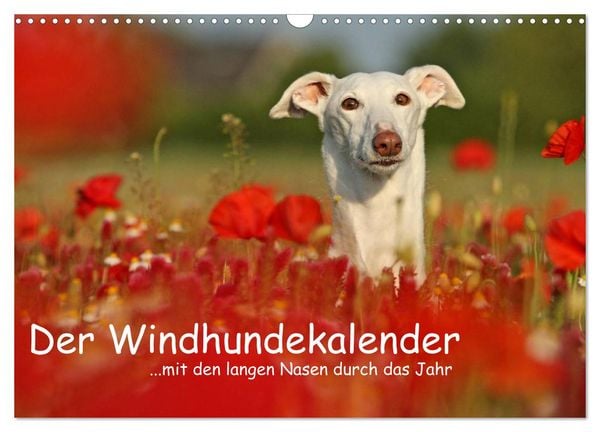 Produktbild: Der Windhundekalender (Wandkalender 2026 DIN A3 quer), CALVENDO Monatskalender