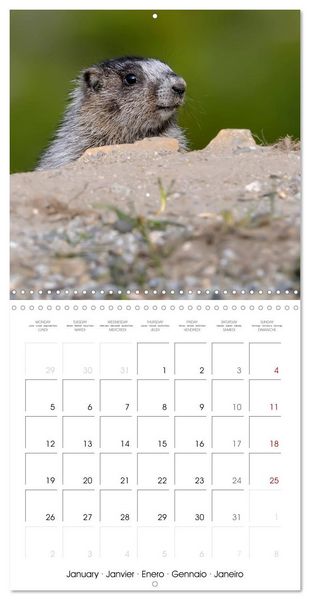 Produktbild: Marmots - Cute and Curious (Wall Calendar 2026 12 &times; 12 Inch) CALVENDO 12 Month Wall Calendar