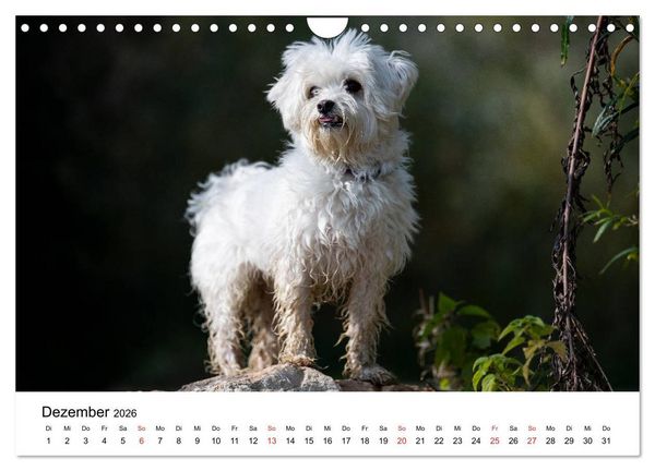 Produktbild: Moritz, der freche Malteser (Wandkalender 2026 DIN A4 quer), CALVENDO Monatskalender