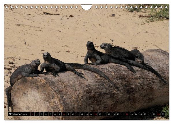 Produktbild: Galapagos Archipel- Faszination Tierwelt (Wandkalender 2026 DIN A4 quer), CALVENDO Monatskalender