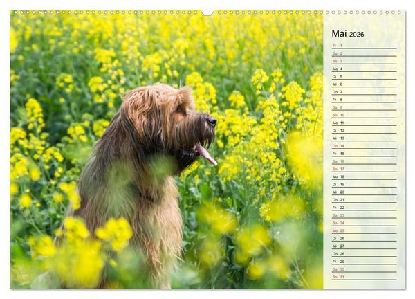 Produktbild: Der Briard 2026 - Ein echter Charmeur (hochwertiger Premium Wandkalender 2026 DIN A2 quer), Kunstdruck in Hochglanz