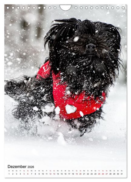 Produktbild: Witzige Hunde (Wandkalender 2026 DIN A4 hoch), CALVENDO Monatskalender
