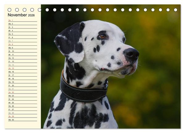 Produktbild: Auf den Punkt - Dalmatiner (Tischkalender 2026 DIN A5 quer), CALVENDO Monatskalender