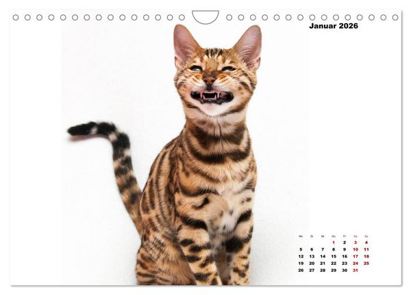 Produktbild: Bengal K&auml;tzchen 2 (Wandkalender 2026 DIN A4 quer), CALVENDO Monatskalender