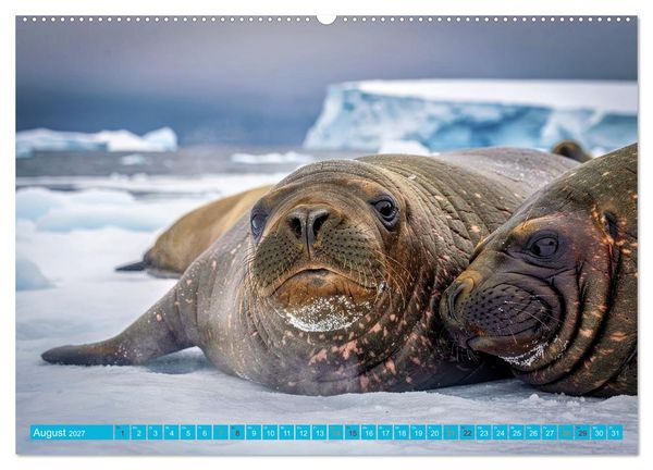 Produktbild: See - Elefanten (hochwertiger Premium Wandkalender 2027 DIN A2 quer), Kunstdruck in Hochglanz