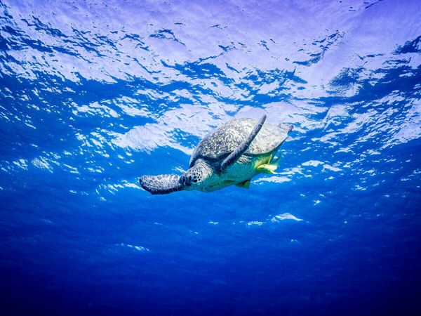 Produktbild: CALVENDO Puzzle Suppenschildkr&ouml;te in &Auml;gypten | 1000 Teile Lege-Gr&ouml;&szlig;e 64x48cm Foto-Puzzle f&uuml;r gl&uuml;ckliche Stunden