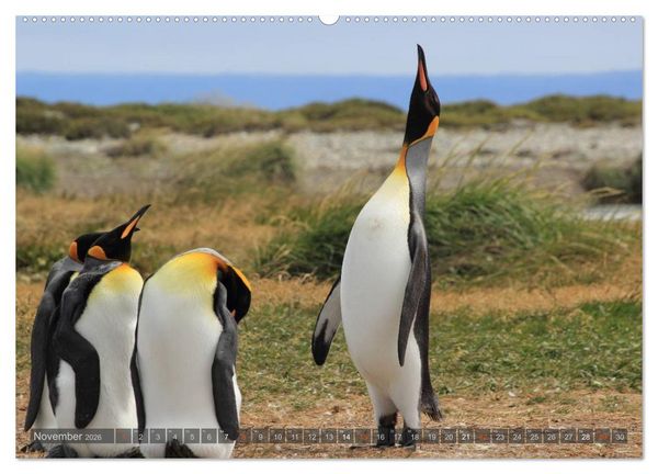 Produktbild: Pinguine in Patagonien (hochwertiger Premium Wandkalender 2026 DIN A2 quer), Kunstdruck in Hochglanz