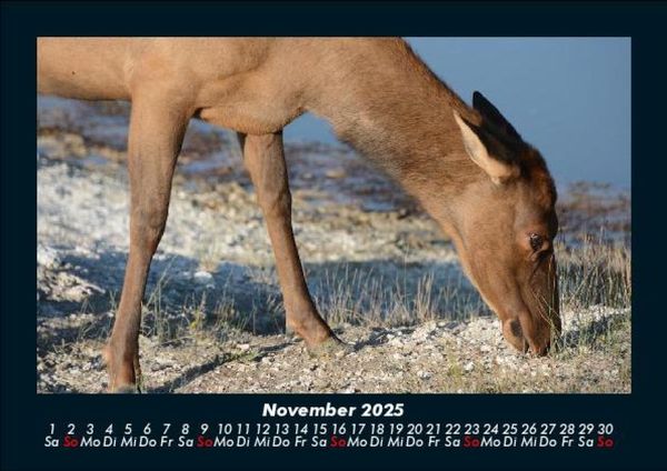 Produktbild: Der Tierkalender 2025 Fotokalender DIN A5