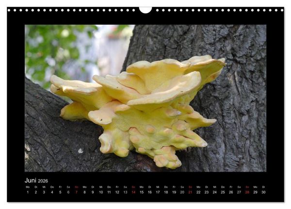 Produktbild: Pilze (Wandkalender 2026 DIN A3 quer), CALVENDO Monatskalender