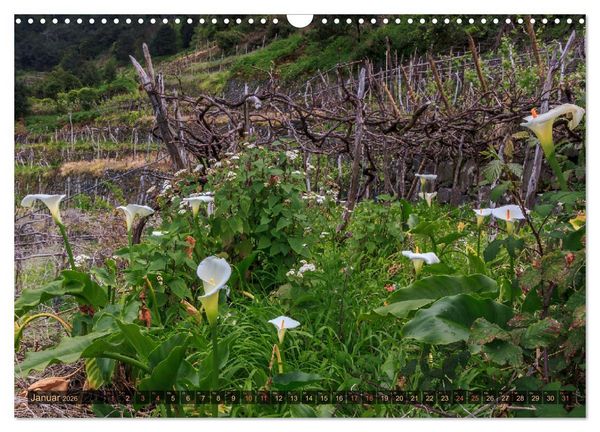Produktbild: Madeira, Insel zwischen Himmel und Meer (Wandkalender 2026 DIN A3 quer), CALVENDO Monatskalender