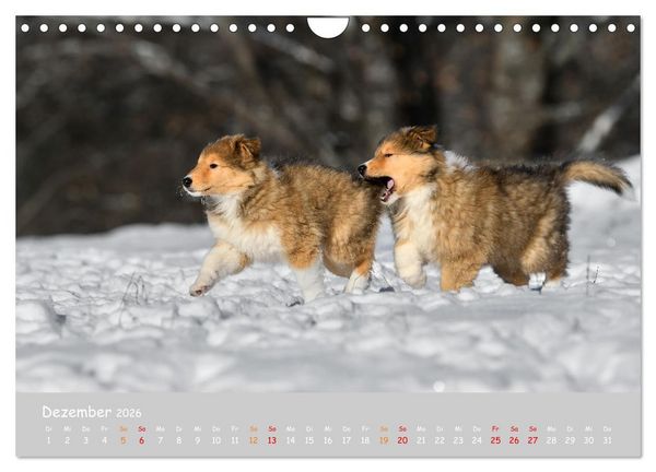 Produktbild: Collie Welpen im Schnee (Wandkalender 2026 DIN A4 quer), CALVENDO Monatskalender