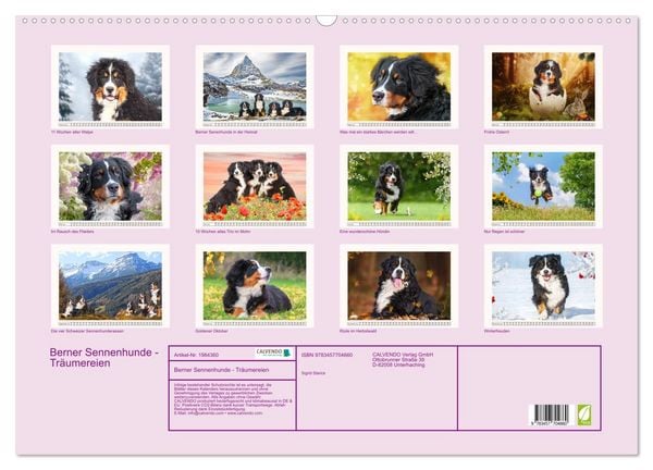 Produktbild: Berner Sennenhunde - Tr&auml;umereien (Wandkalender 2026 DIN A2 quer), CALVENDO Monatskalender