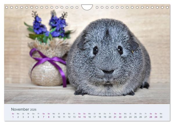 Produktbild: Meerschweinchen Portraits (Wandkalender 2026 DIN A4 quer), CALVENDO Monatskalender