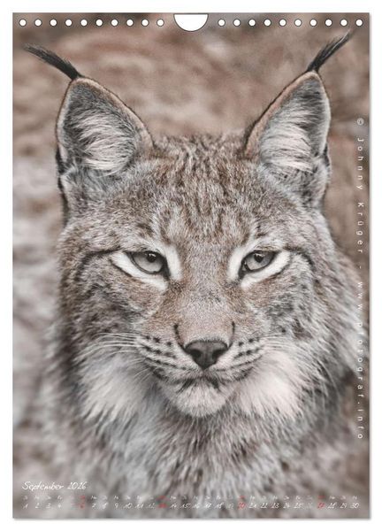 Produktbild: Luchs (Wandkalender 2026 DIN A4 hoch), CALVENDO Monatskalender