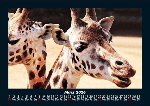 Produktbild: Giraffen 2026 Fotokalender DIN A5