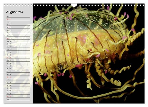 Produktbild: Quallen. Die Welt der Medusen (Wandkalender 2026 DIN A3 quer), CALVENDO Monatskalender