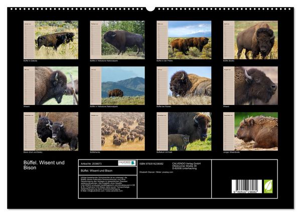 Produktbild: B&uuml;ffel. Wisent und Bison (hochwertiger Premium Wandkalender 2026 DIN A2 quer), Kunstdruck in Hochglanz