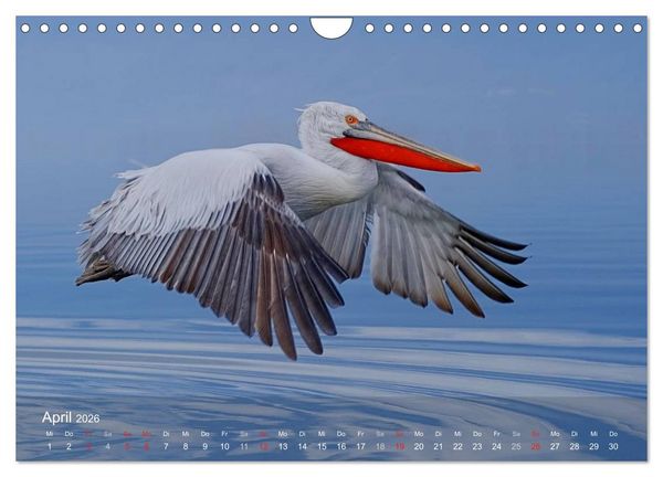 Produktbild: Pelikan-Kalender (Wandkalender 2026 DIN A4 quer), CALVENDO Monatskalender