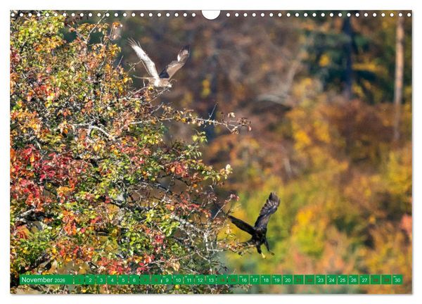Produktbild: Greifv&ouml;gel - wild und sch&ouml;n (Wandkalender 2026 DIN A3 quer), CALVENDO Monatskalender