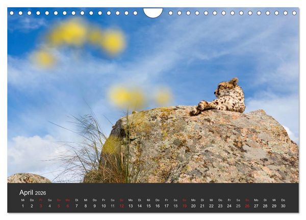 Produktbild: Geparden. Die eleganten Katzen. (Wandkalender 2026 DIN A4 quer), CALVENDO Monatskalender