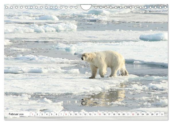 Produktbild: Eisb&auml;ren - K&ouml;nige der Arktis (Wandkalender 2026 DIN A4 quer), CALVENDO Monatskalender