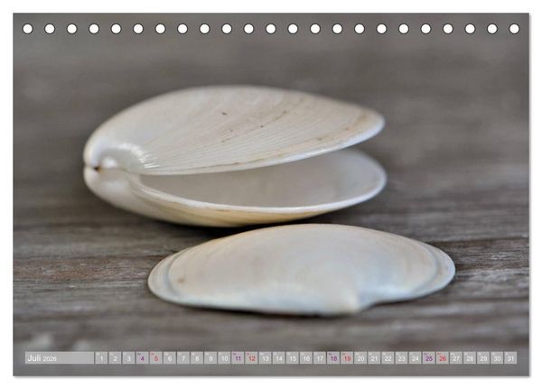 Produktbild: H&auml;user der Meere: Muscheln - Seeigel - Schnecken (Tischkalender 2026 DIN A5 quer), CALVENDO Monatskalender