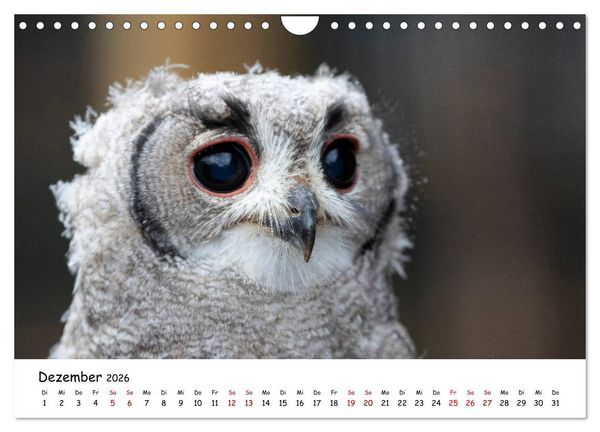 Produktbild: Eulen 2026 (Wandkalender 2026 DIN A4 quer), CALVENDO Monatskalender