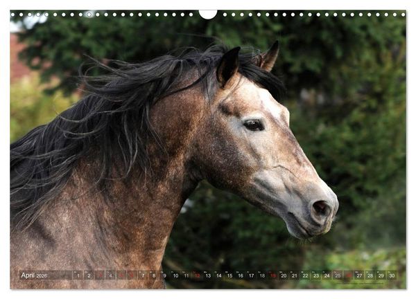 Produktbild: Edle spanische Pferde - Pura Raza Espanola (Wandkalender 2026 DIN A3 quer), CALVENDO Monatskalender