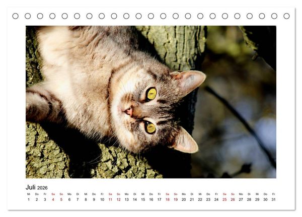 Produktbild: Stra&szlig;entiger auf Samtpfoten (Tischkalender 2026 DIN A5 quer), CALVENDO Monatskalender