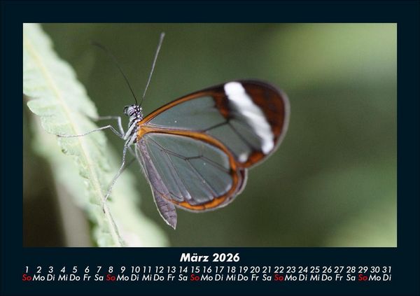 Produktbild: Bunte Pracht der Schmetterlinge 2026 Fotokalender DIN A5