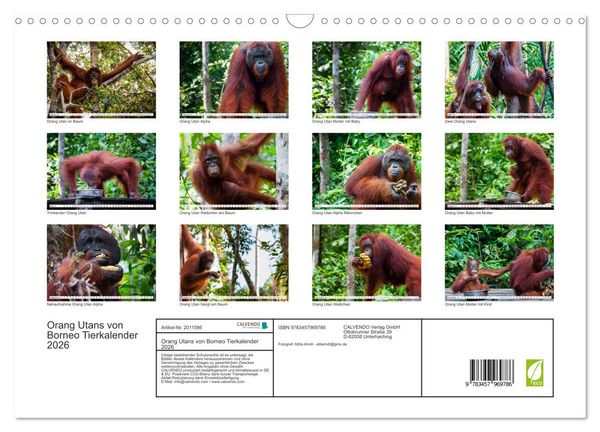 Produktbild: Orang Utans von Borneo Tierkalender 2026 (Wandkalender 2026 DIN A3 quer), CALVENDO Monatskalender