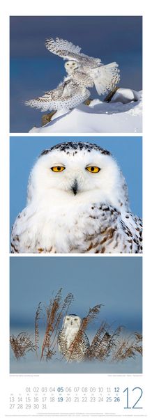 Produktbild: Tierwelten Triplet-Kalender 2027 | Artenvielfalt & Lebensr&auml;ume