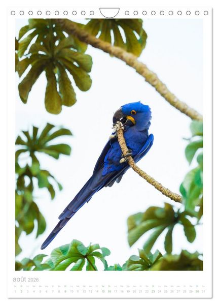 Produktbild: Le Pantanal (Calendrier mural 2026 DIN A4 horizontal), CALVENDO calendrier mensuel