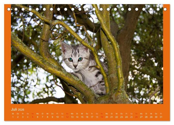 Produktbild: Tierkinder (Tischkalender 2026 DIN A5 quer), CALVENDO Monatskalender