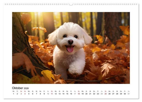 Produktbild: Bichon fris&eacute;, wei&szlig;e H&uuml;ndchen mit lockigem Haar (Wandkalender 2026 DIN A2 quer), CALVENDO Monatskalender