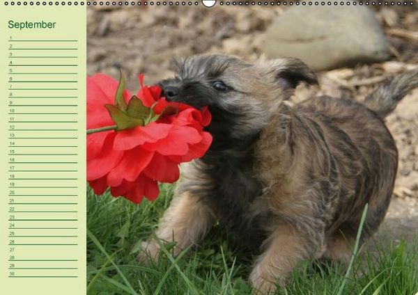 Produktbild: Puppies Birthday Calendar / UK-Version (Wall Calendar perpetual DIN A2 Landscape)