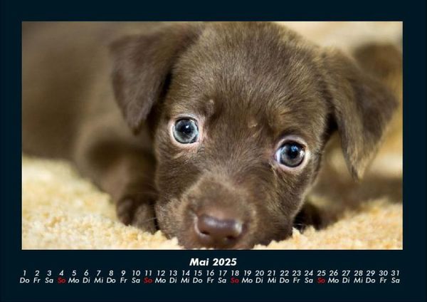 Produktbild: Welpen 2025 Fotokalender DIN A4