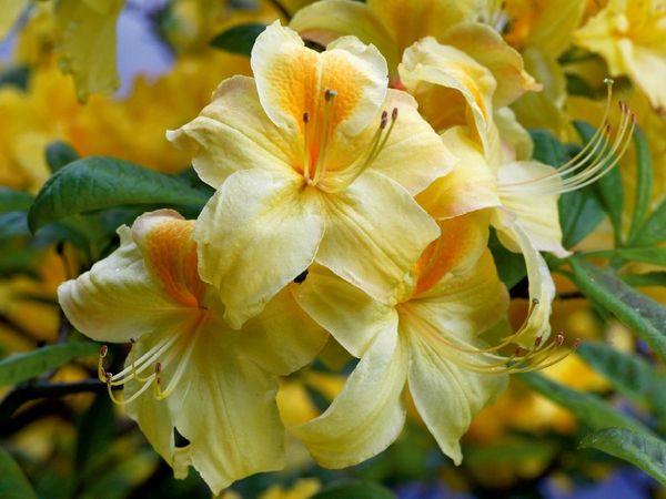 Produktbild: CALVENDO Puzzle Gelber Rhododendron | 1000 Teile Lege-Gr&ouml;&szlig;e 64x48cm Foto-Puzzle f&uuml;r gl&uuml;ckliche Stunden