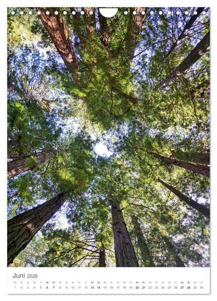 Produktbild: Wald - bezaubernde Landschaften (Wandkalender 2026 DIN A4 hoch), CALVENDO Monatskalender