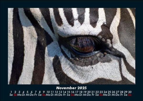 Produktbild: Zebrazauber 2025 Fotokalender DIN A5