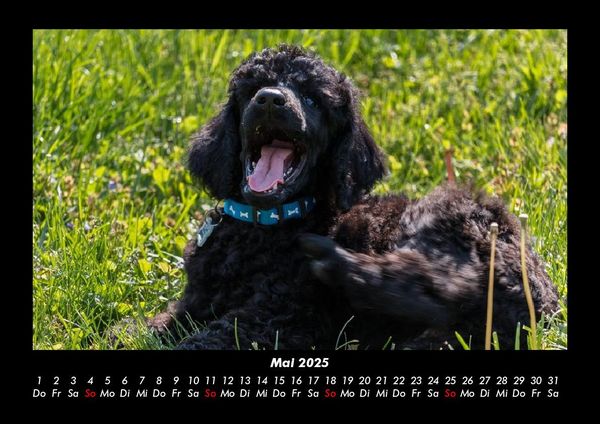 Produktbild: Hundezauber 2025 Fotokalender DIN A3