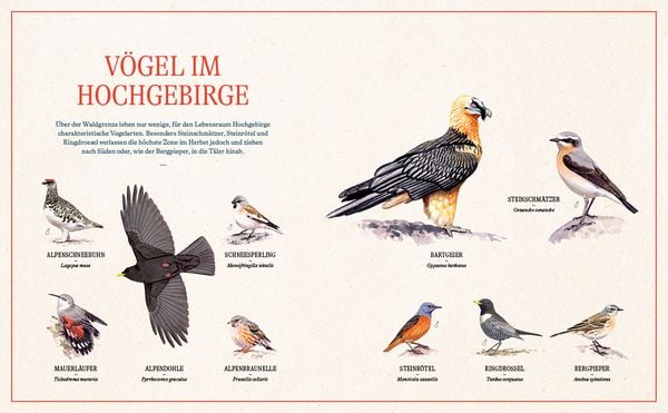 Produktbild: Unsere Vogelwelt