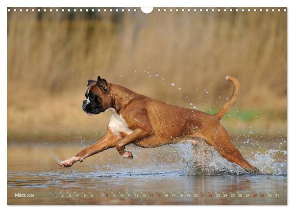 Produktbild: Gut - besser - Boxer (Wandkalender 2026 DIN A3 quer), CALVENDO Monatskalender