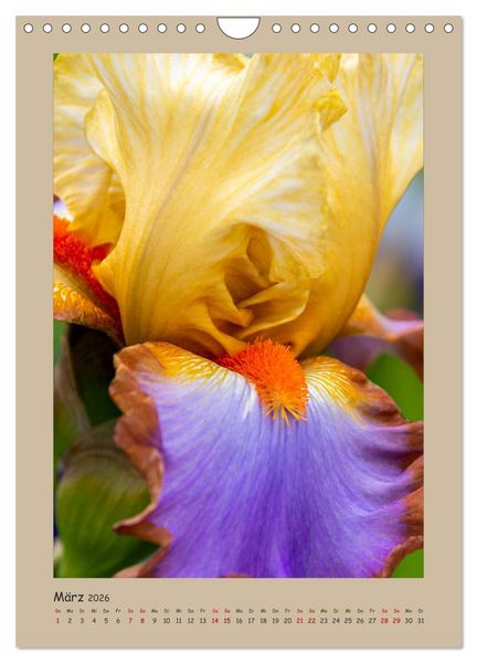 Produktbild: Zauberhafte Iris (Wandkalender 2026 DIN A4 hoch), CALVENDO Monatskalender