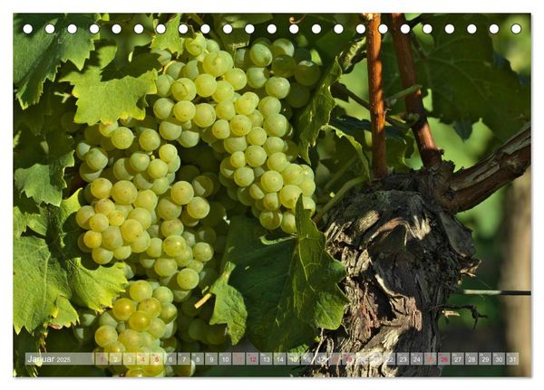 Produktbild: Wein- und Rebsorten aus Rheinland-Pfalz (Tischkalender 2025 DIN A5 quer), CALVENDO Monatskalender