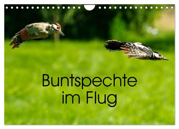 Produktbild: Buntspechte im Flug (Wandkalender 2027 DIN A4 quer), CALVENDO Monatskalender