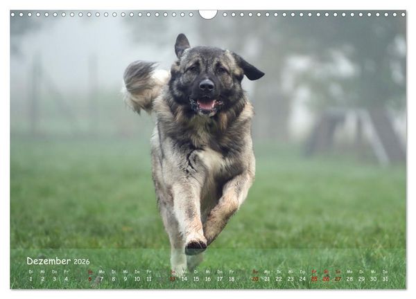 Produktbild: Fr&ouml;hliche Hunde (Wandkalender 2026 DIN A3 quer), CALVENDO Monatskalender
