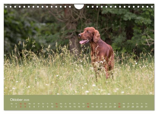 Produktbild: Setter - Geliebter Freund und Jagdkamerad (Wandkalender 2026 DIN A4 quer), CALVENDO Monatskalender