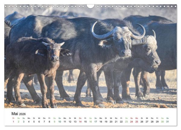 Produktbild: B&uuml;ffel - wild und sch&ouml;n (Wandkalender 2026 DIN A3 quer), CALVENDO Monatskalender