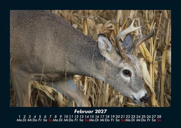 Produktbild: Waldbewohner 2027 Fotokalender DIN A5